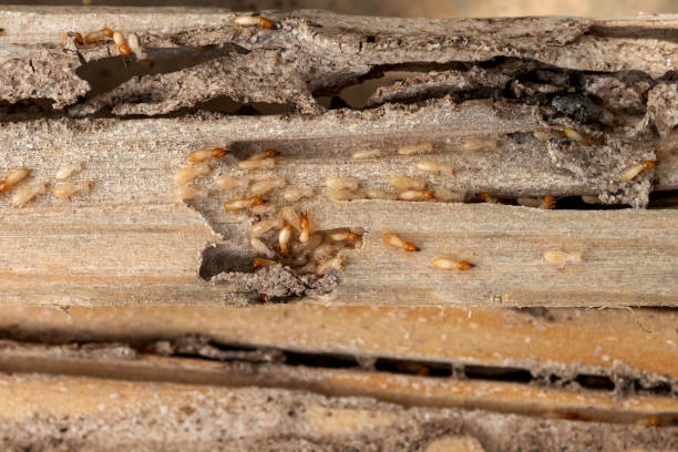 Best Termite Control Services  in Lindon, UT